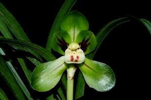 Cymbidium goeringii ‘Hannah’ AM/AOS 85 pts.